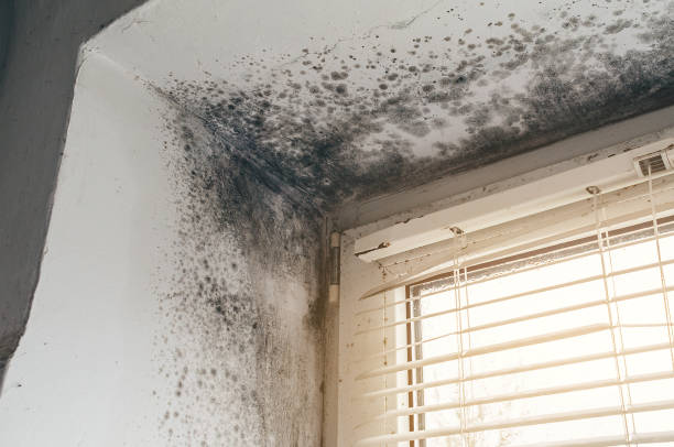 Affordable Crawl Space Mold Removal solutions in Peapack, NJ